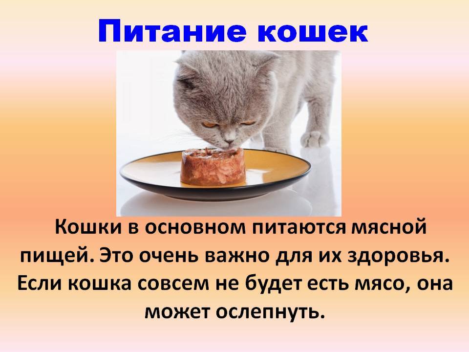 Как кормить истощённую кошку | блог ветклиники "беланта"