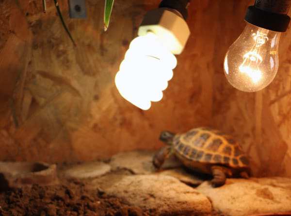 Какая лампа нужная для красноухих черепах: как выбрать и сделать своими руками уф лампу