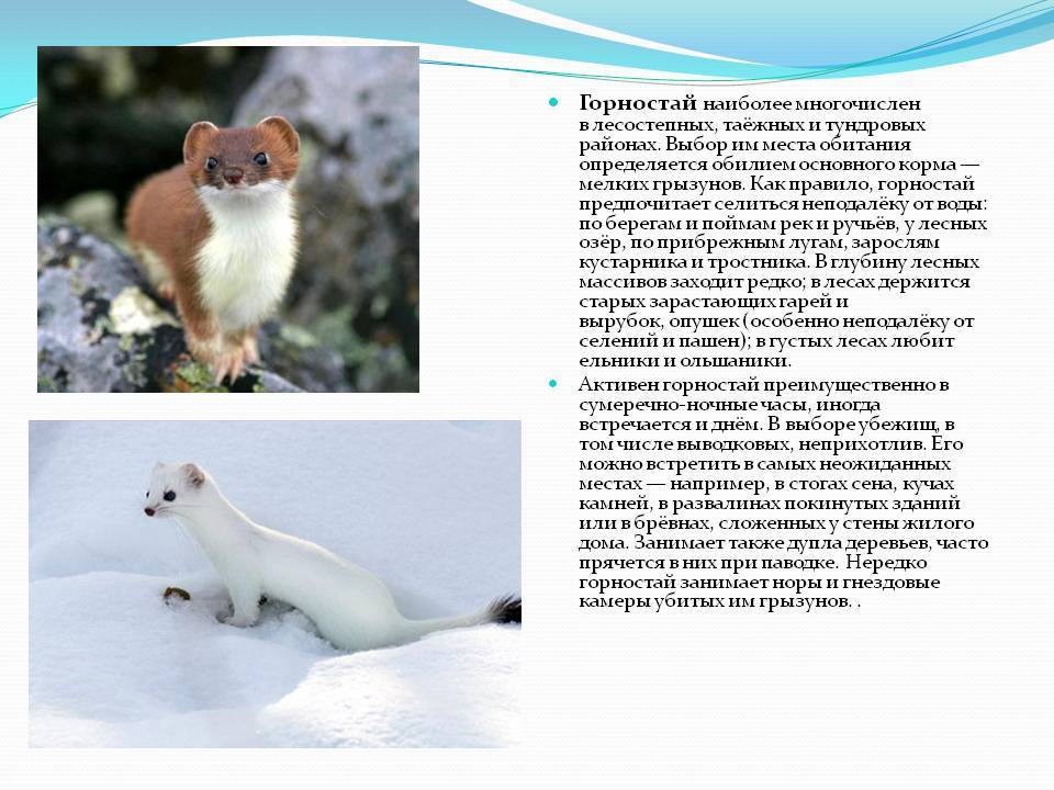ᐉ описание горностая: его среда обитания, чем питается и как выглядит зверек, фото животного - zoovet24.ru