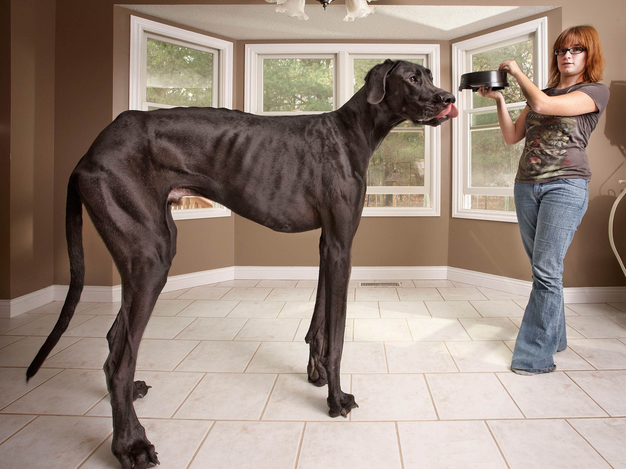 Самая большая собака в мире: гигантские породы