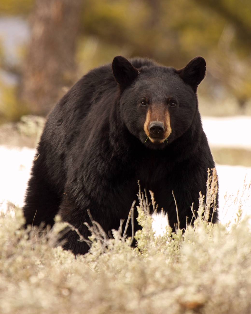 Барибал медведь. образ жизни и среда обитания медведя барибала | животный мир