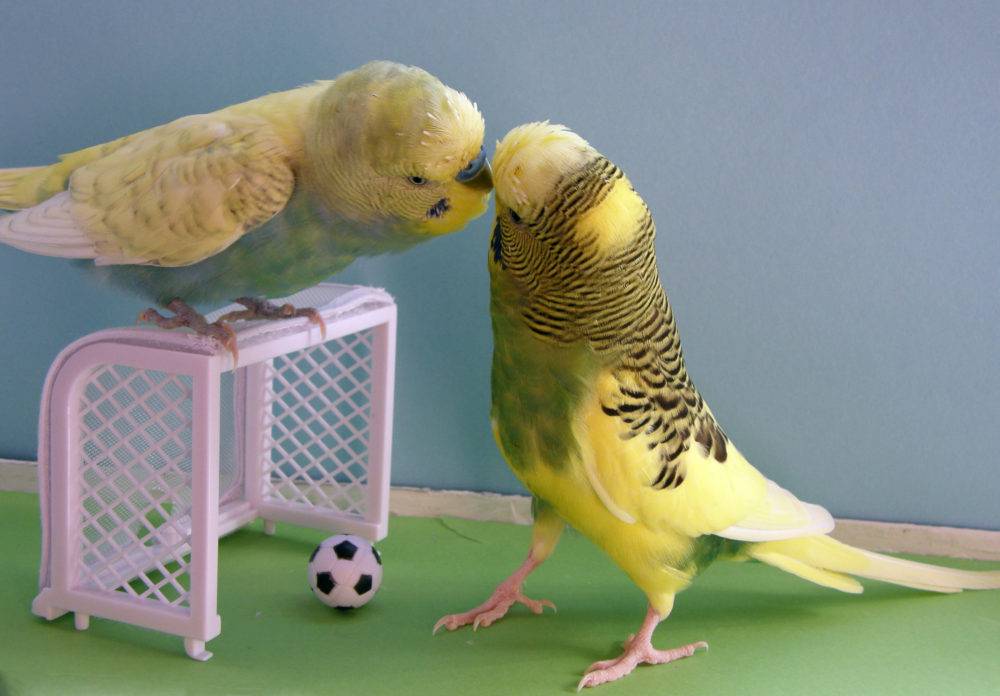 Как дрессировать волнистых попугаев