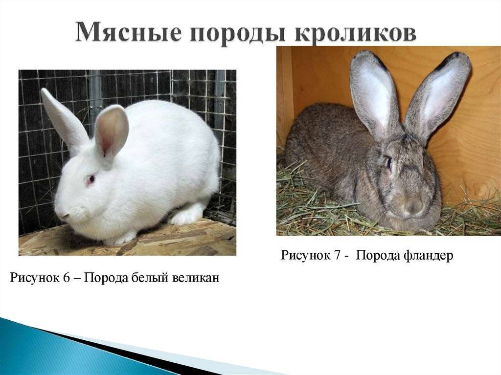 Кролик породы строкач: описание породы, уход и разведение