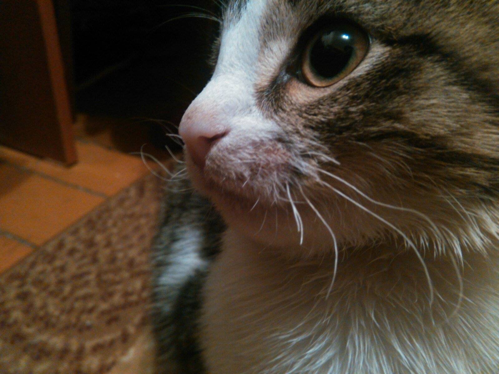 Выпадение усов у котов: о чём говорит и что делать | блог ветклиники "беланта"