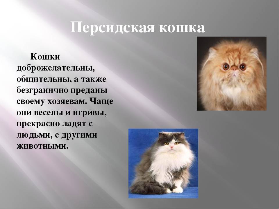 Персидская кошка: описание внешности и характера породы, уход за котом и его содержание, выбор котёнка, отзывы владельцев, фото перса