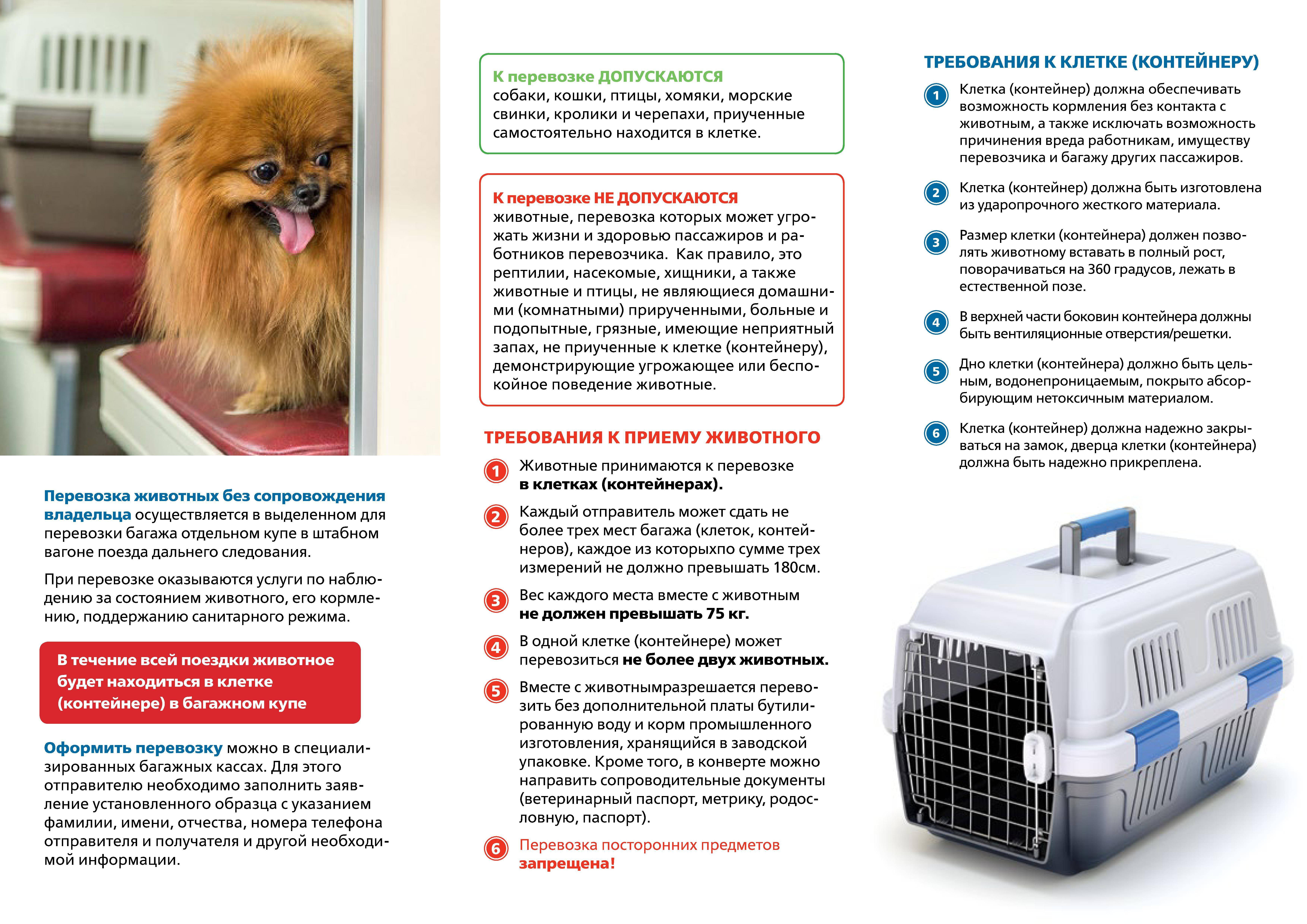 Правила перевозки собак в поезде по россии: как перевозить животных, какие нужны документы?