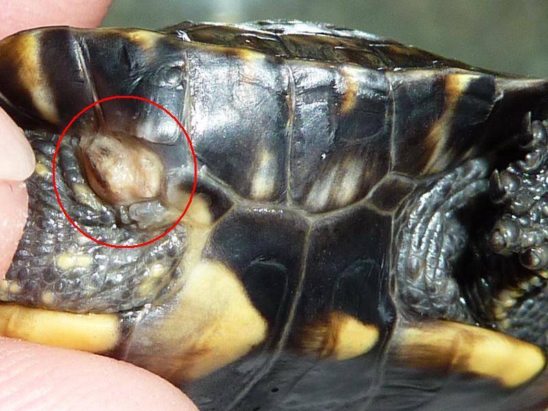 Стригут ли когти черепахам (сухопутным, красноухим, водным)