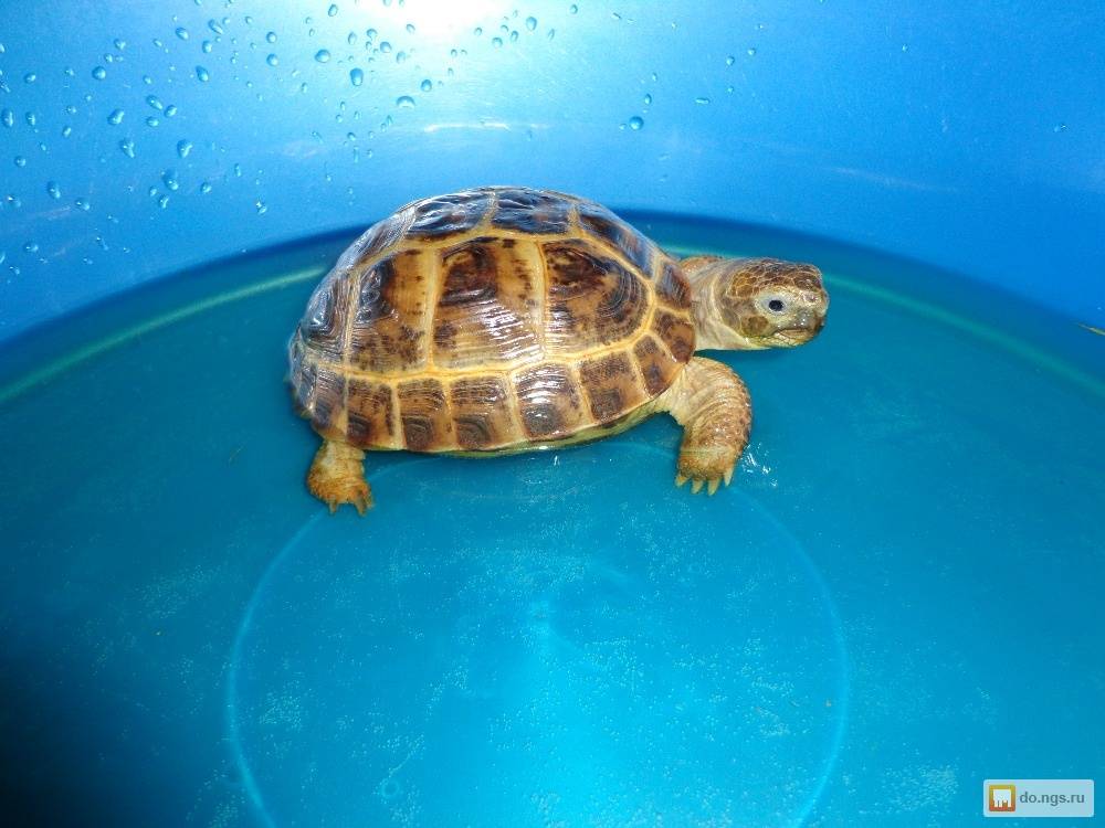 Среднеазиатская (степная черепаха) в домашних условиях