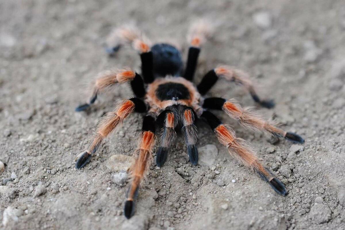 Паук тарантул: описание, фото, ядовитый или нет?