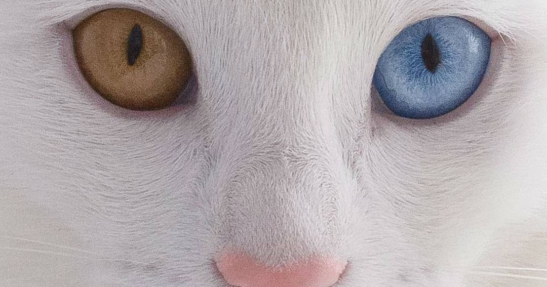 Кошки и коты с разными глазами: порода
