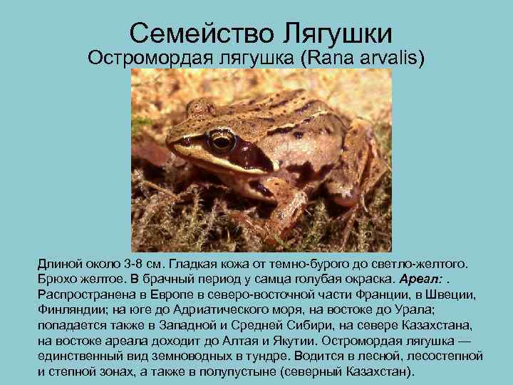 Болотная лягушка, или остромордая лягушка | мир животных и растений
