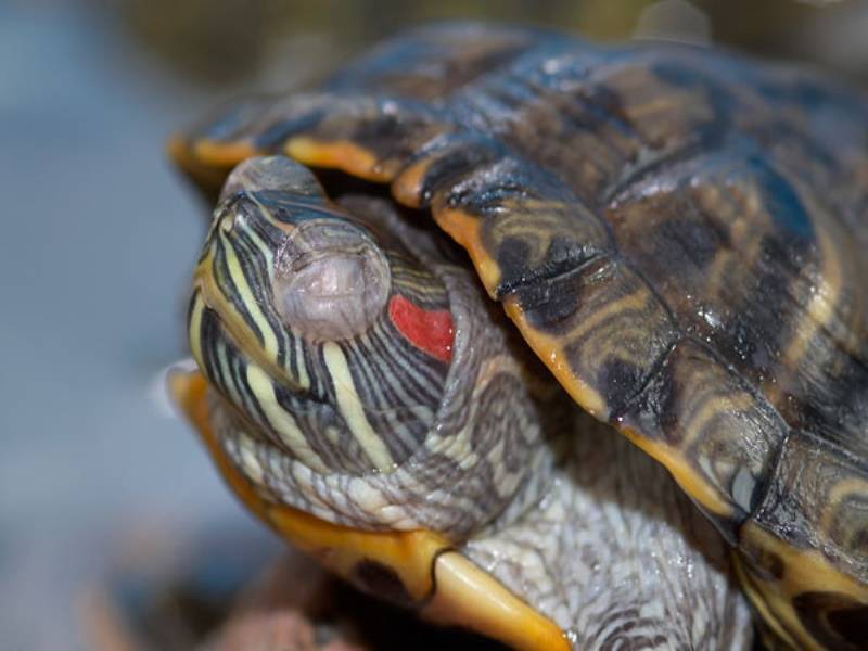 Почему может быть так, что красноухая черепаха не ест вялая и спит?