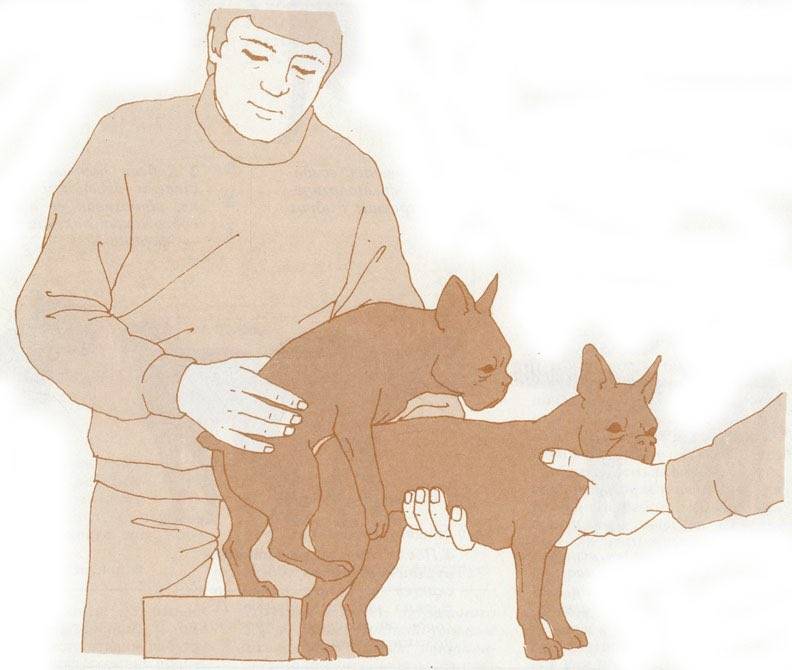 Все о спаривании собак: подходящее время для вязки и описание процесса случки