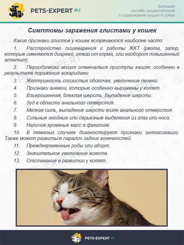 Основная симптоматика стрессов у кошек: как можно вылечить самостоятельно