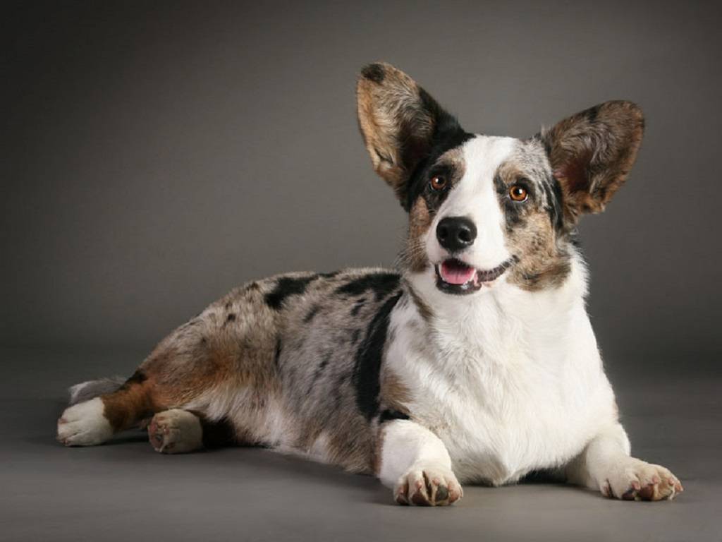 Вельш-корги пемброк и кардиган: фото, описание характера собак