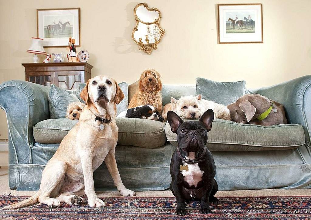 Сторожевые породы собак: кому доверить охрану, рейтинг уличных, домашних псов
