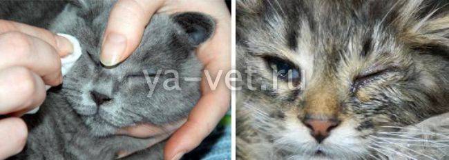 О чём говорят выделения тёмного цвета из глаз у кошки?