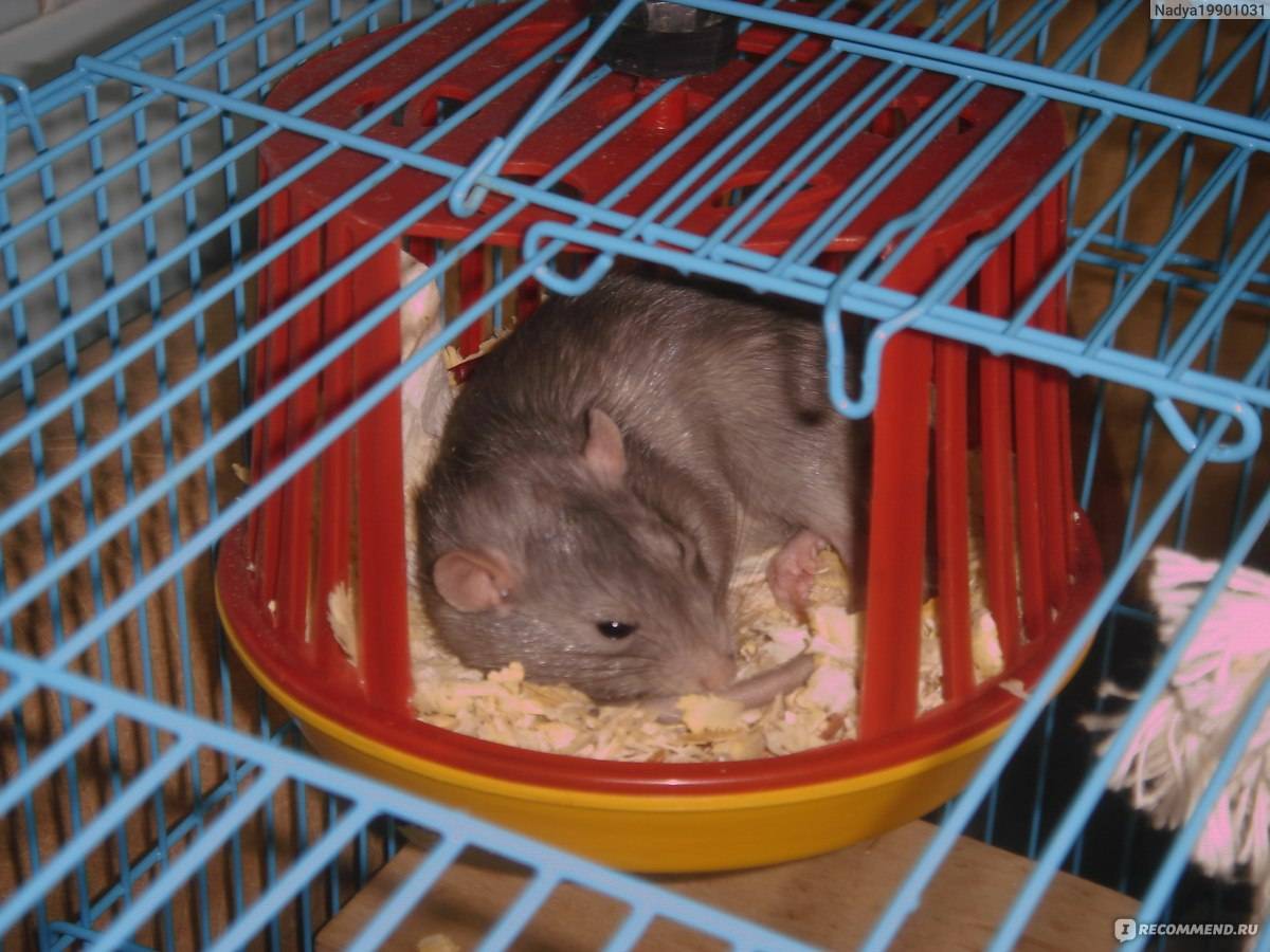 Все об уходе и содержании декоративных домашних крыс