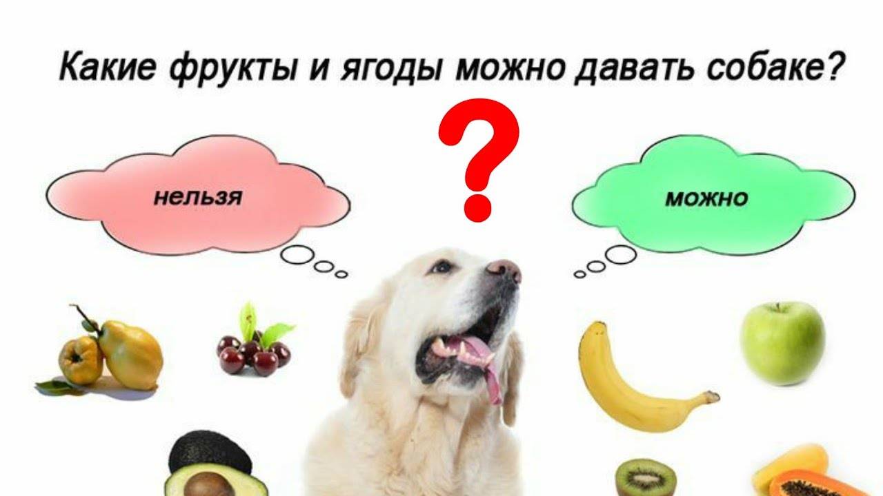 Разрешено ли собаке давать кушать дыню: польза и вред такой еды для разных пород