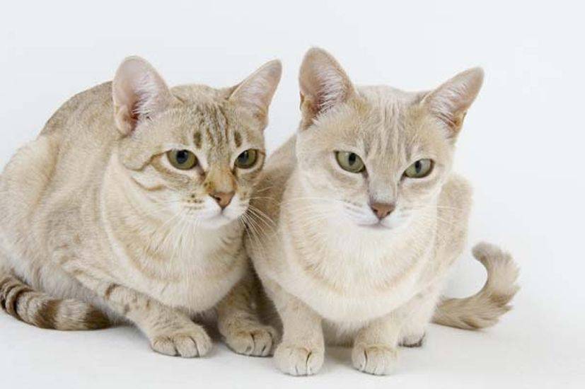 Дымчатые кошки: порода, фото