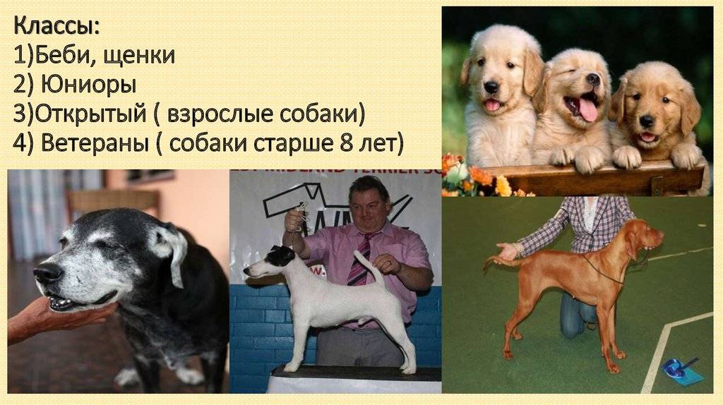 I. классификация по использованию.. происхождение собак и их породная классификация