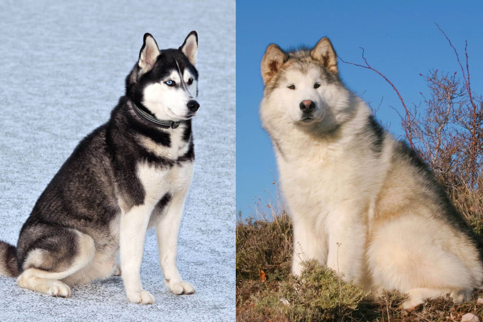Собаки, похожие на хаски — название пород с фото и описанием