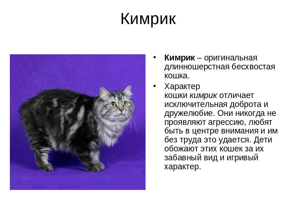 Коты породы пиксибоб — отличительные особенности кошки: цена, размер, здоровье и возможные болезни, допустимый окрас