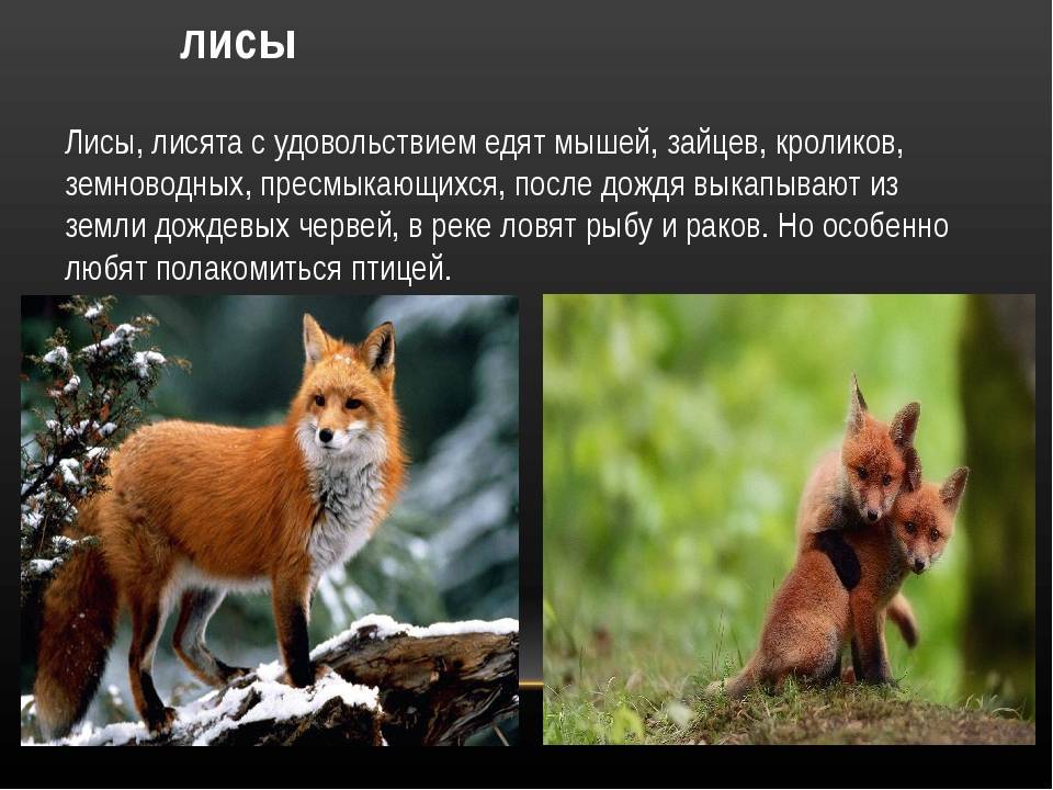 Лисица - собачьи | некоммерческий учебно-познавательный интернет-портал зоогалактика