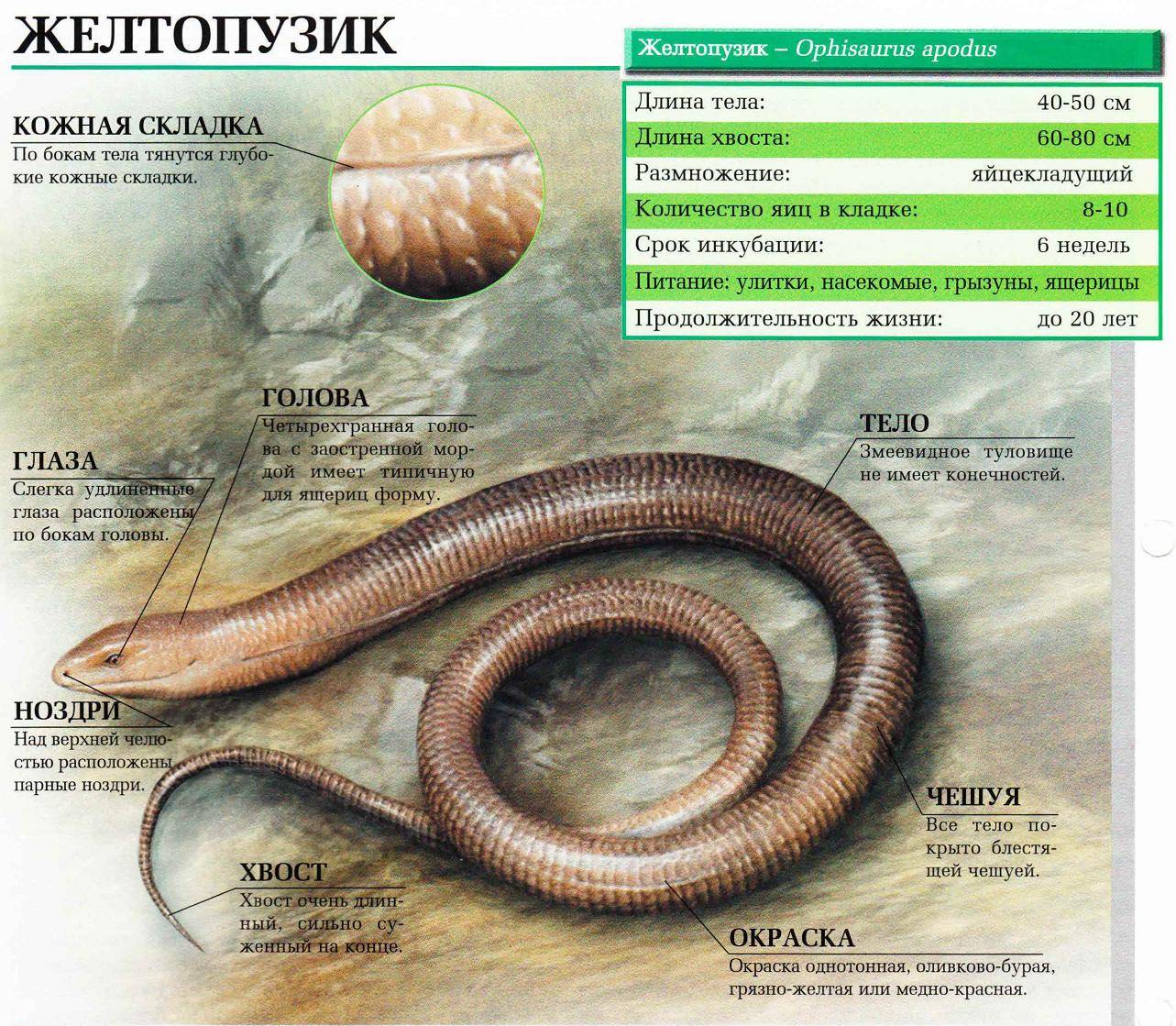 Ящерицы похожие на змей — веретеница и желтопузик. фото — ботаничка