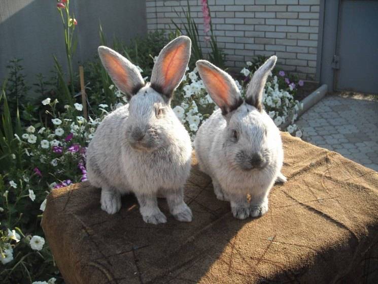 10 самых милых пород декоративных кроликов: фото кроликов, описание | for-pet