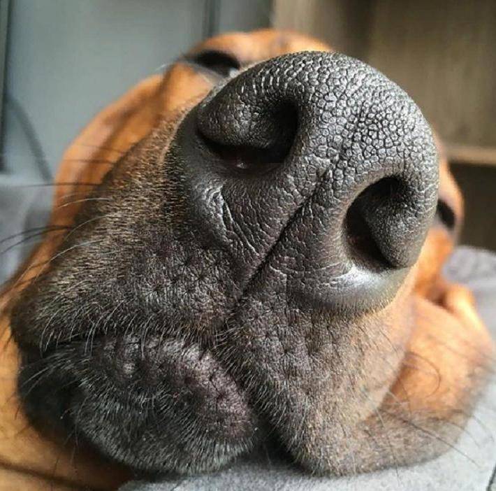 Какими должны быть носы у полностью здоровых собак: мокрые или сухие