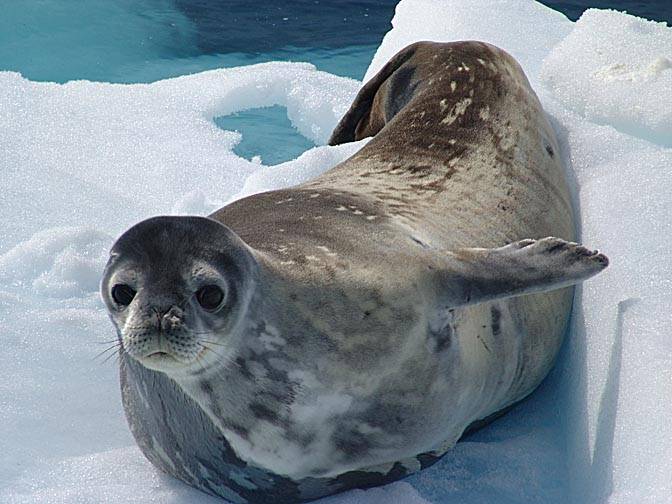 Животные антарктиды. описание и особенности животных антарктиды | животный мир