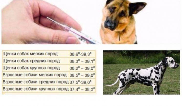 Нормальная температура у собак: как правильно измерить