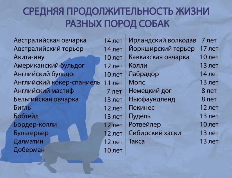 Продолжительность жизни собак в домашних условиях :: syl.ru