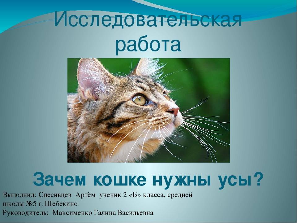Зачем кошке или коту усы: назначение вибриссов и их функции, расположение на теле, можно ли стричь усы кошке