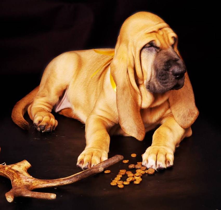 Описание породы собак бладхаунд: происхождение, стандарт, уход, выбор щенка
