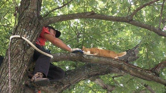 Как снять кошку с дерева - wikihow