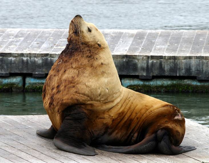Интересные факты о тюленях, описание, образ жизни, влияние на природу