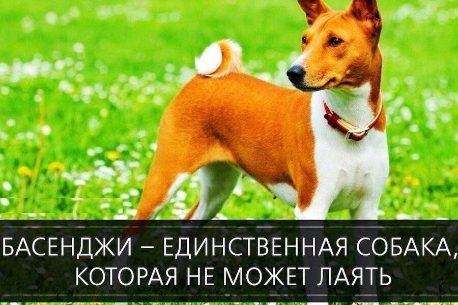 ᐉ какая порода собак не умеет лаять? - zoomanji.ru