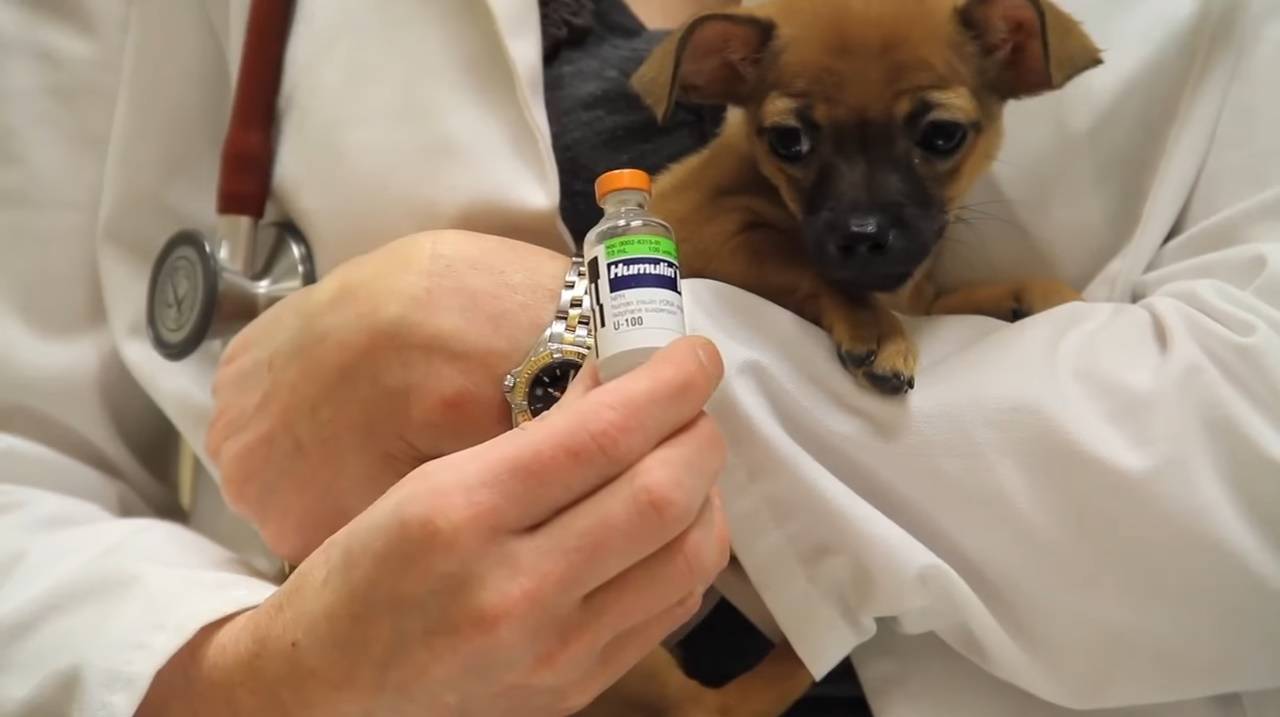 Нобивак для собак | препарат от бешенства, чумы, гепатита, лептоспироза, парагриппа
