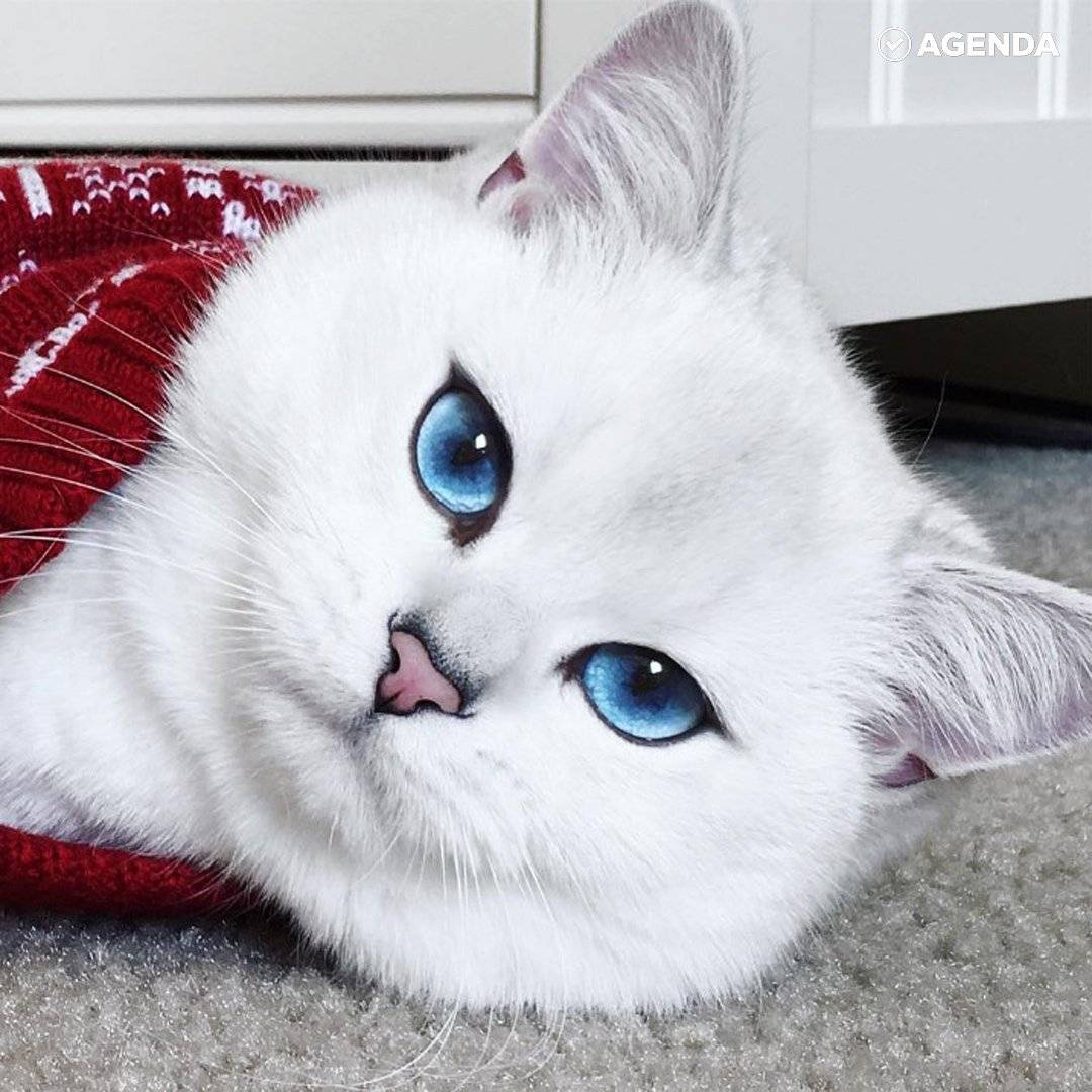 Топ-10 пород кошек с голубыми глазами