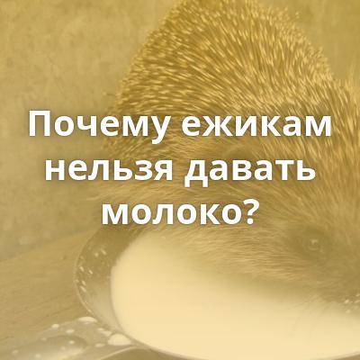 Почему ежа нельзя поить молоком?