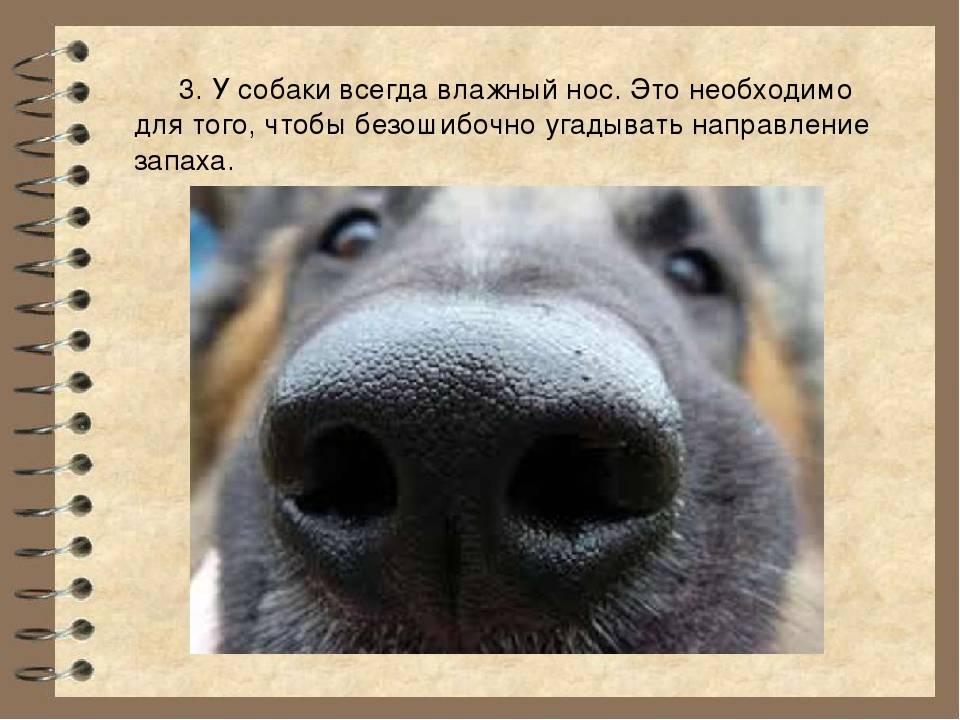 Какими должны быть носы у полностью здоровых собак: мокрые или сухие
