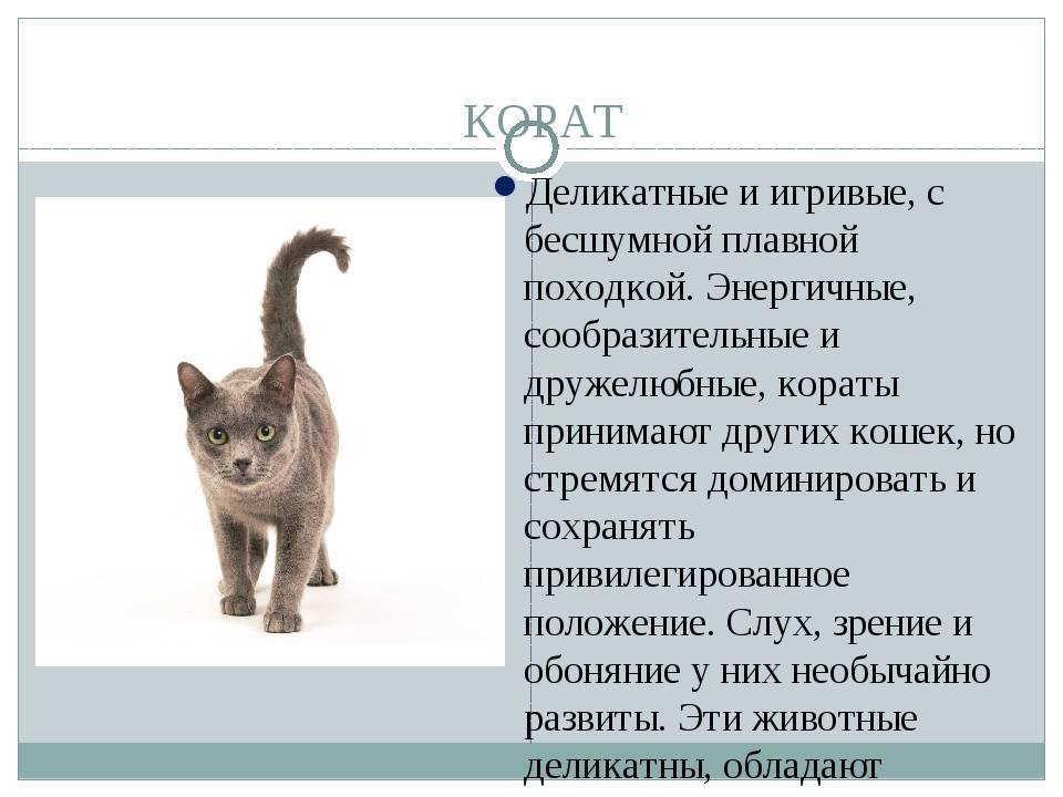 Сибирская кошка: фото, описание, окрас, характер, стандарт породы