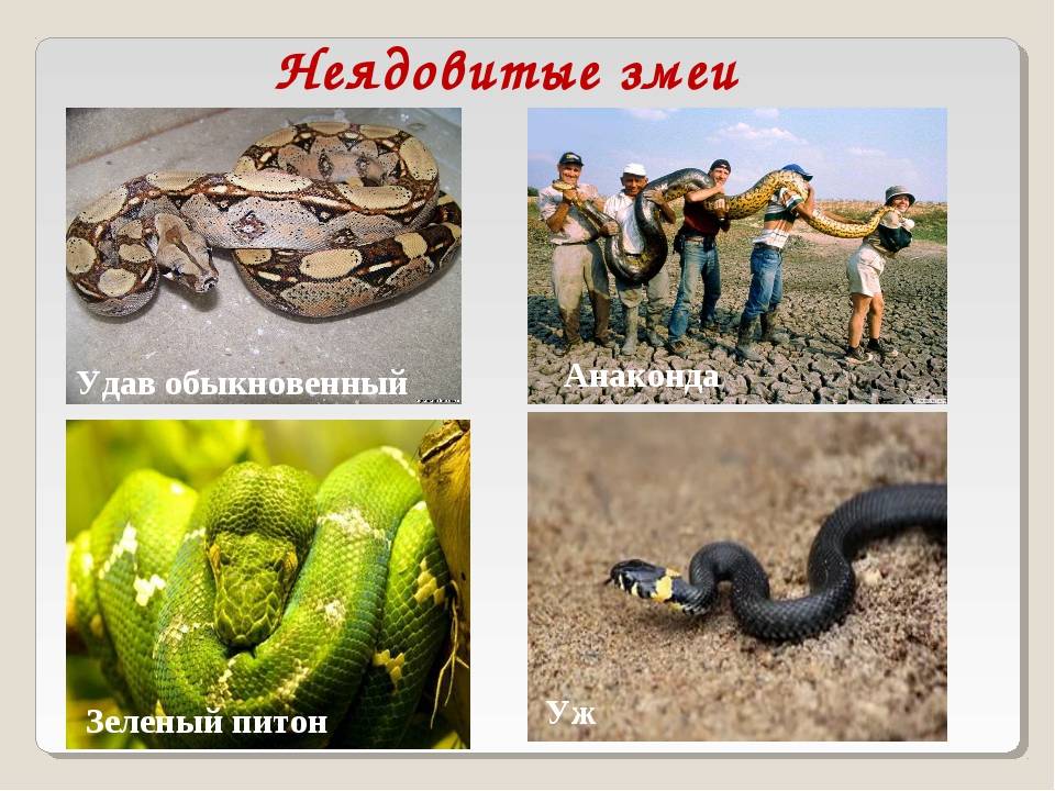 Змеи – фото, описание, виды, ареал, рацион, враги