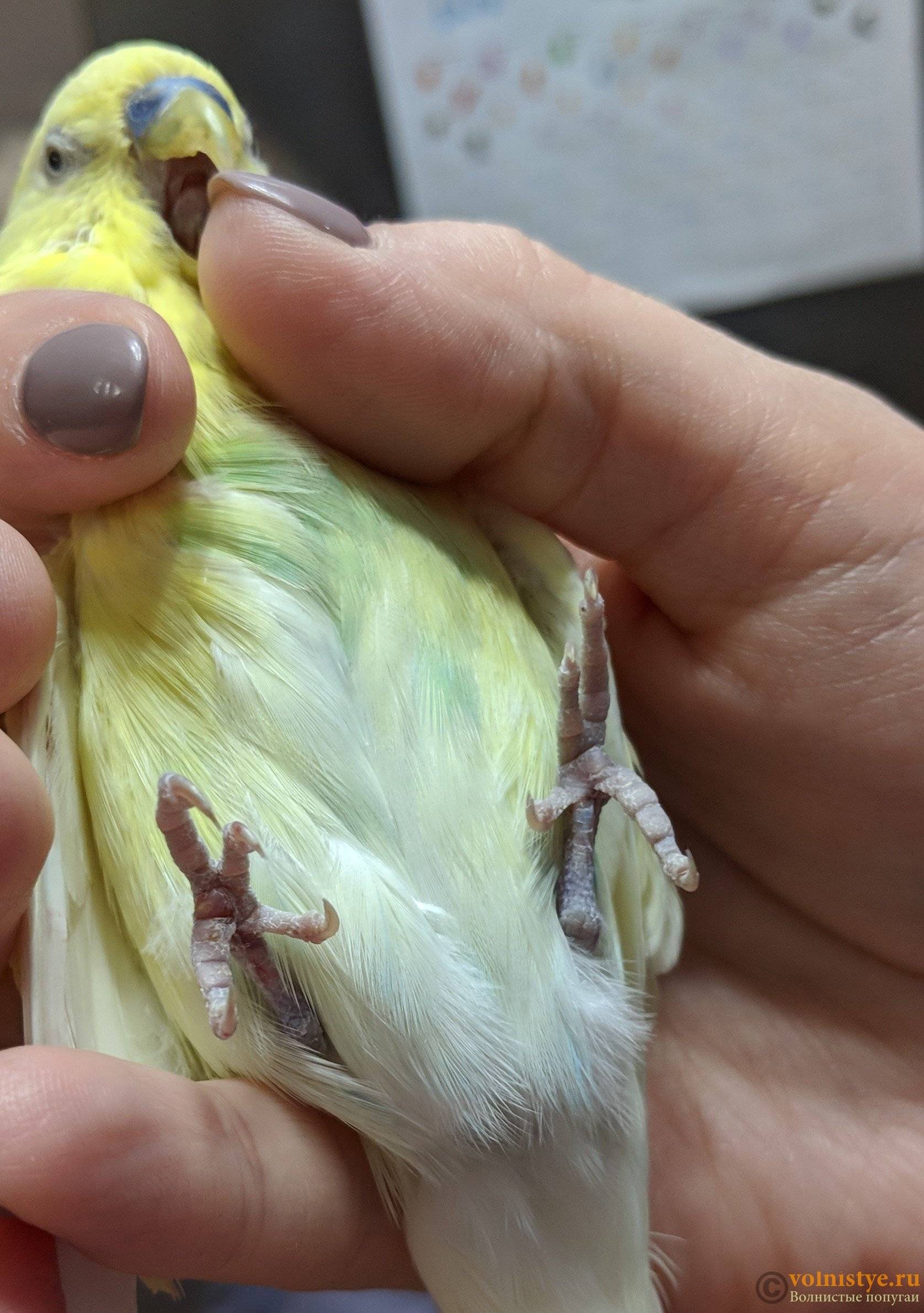 Почему волнистый попугай кусается и как отучить его от этого
