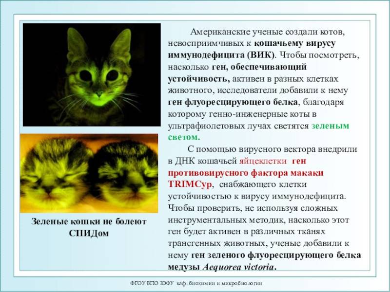 Иммунодефицит у кошек (fiv) — смертельно опасная инфекция | звери дома