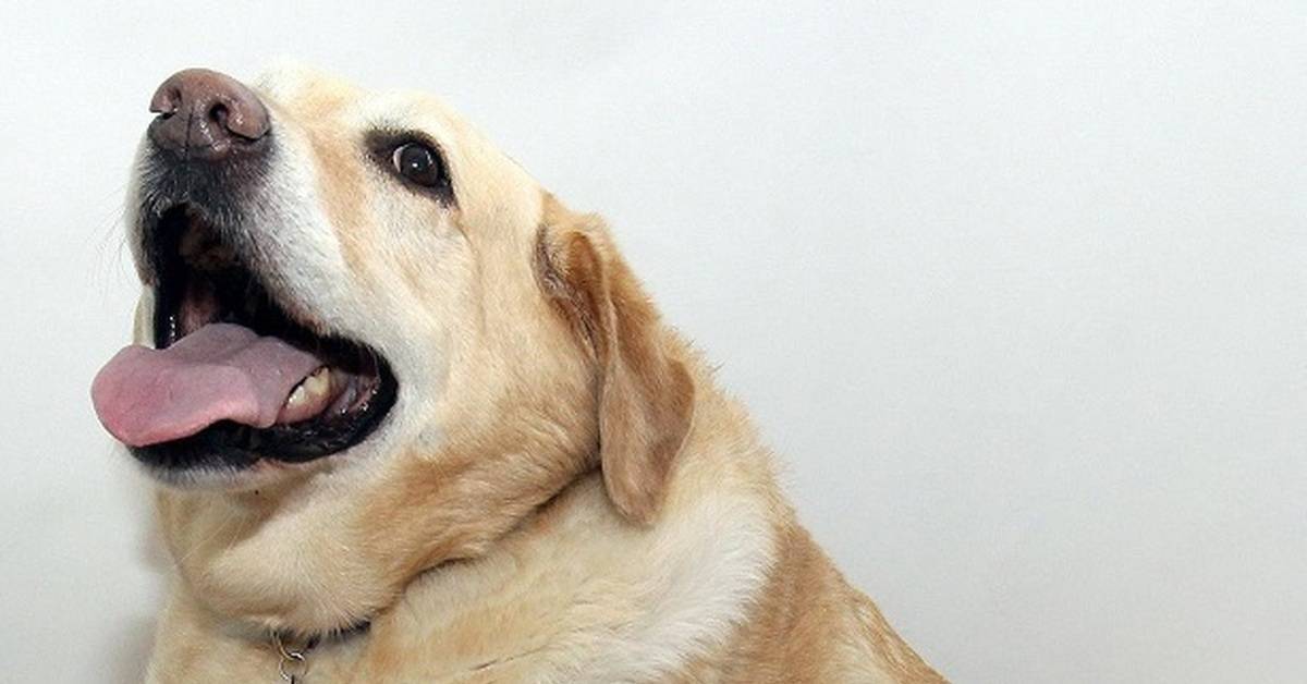Почему собака задыхается и хрипит: как можно помочь животному, диагностика