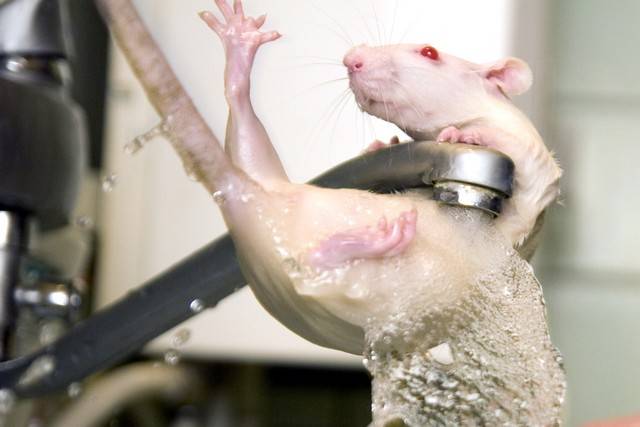 Можно ли мыть или купать декоративную крысу, как часто купать крыс | royal groom