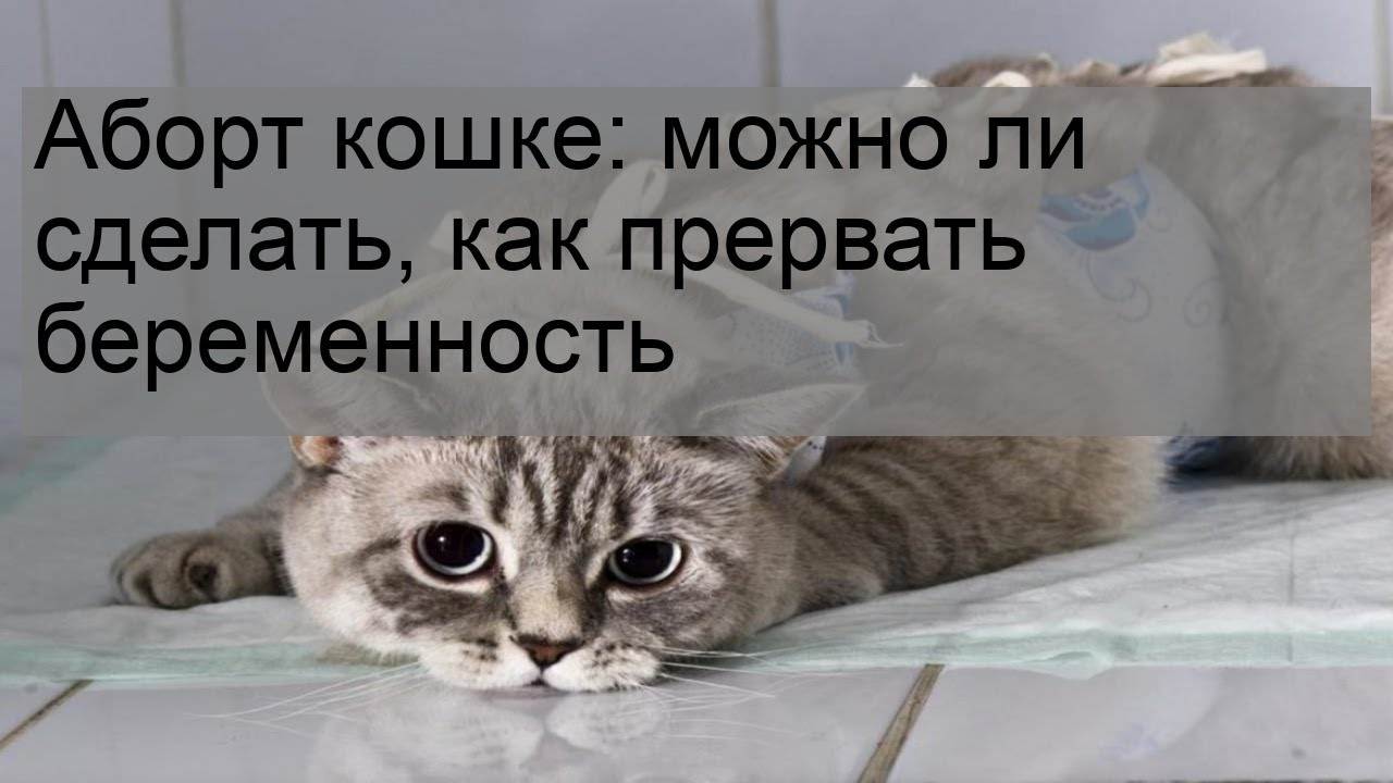 Аборт: как принять правильное решение и другие вопросы * клиника диана в санкт-петербурге